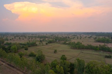 Taze çeltik pirincinin havadan görünüşü, Asya, Tayland kırsallarındaki yeşil tarım alanları. Doğa manzarası