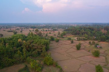 Taze çeltik pirincinin havadan görünüşü, Asya, Tayland kırsallarındaki yeşil tarım alanları. Doğa manzarası