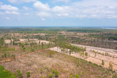 Taze çeltik pirincinin havadan görünüşü, Asya, Tayland kırsallarındaki yeşil tarım alanları. Doğa manzarası