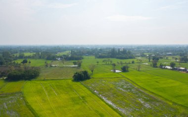 Taze çeltik pirincinin havadan görünüşü, Asya, Tayland kırsallarındaki yeşil tarım alanları. Doğa manzarası