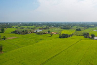 Taze çeltik pirincinin havadan görünüşü, Asya, Tayland kırsallarındaki yeşil tarım alanları. Doğa manzarası
