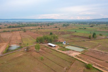Taze çeltik pirincinin havadan görünüşü, Asya, Tayland kırsallarındaki yeşil tarım alanları. Doğa manzarası