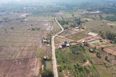 Taze çeltik pirincinin havadan görünüşü, Asya, Tayland kırsallarındaki yeşil tarım alanları. Doğa manzarası