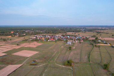 Taze çeltik pirincinin havadan görünüşü, Asya, Tayland kırsallarındaki yeşil tarım alanları. Doğa manzarası