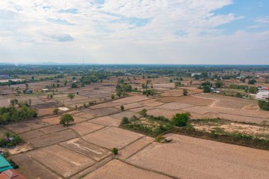 Taze çeltik pirincinin havadan görünüşü, Asya, Tayland kırsallarındaki yeşil tarım alanları. Doğa manzarası
