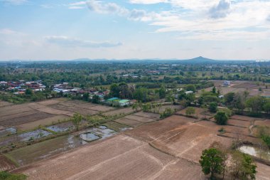 Taze çeltik pirincinin havadan görünüşü, Asya, Tayland kırsallarındaki yeşil tarım alanları. Doğa manzarası