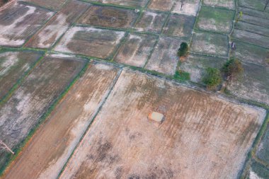 Taze çeltik pirincinin havadan görünüşü, Asya, Tayland kırsallarındaki yeşil tarım alanları. Doğa manzarası