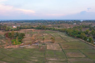 Taze çeltik pirincinin havadan görünüşü, Asya, Tayland kırsallarındaki yeşil tarım alanları. Doğa manzarası