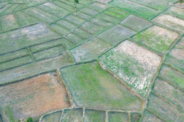 Taze çeltik pirincinin havadan görünüşü, Asya, Tayland kırsallarındaki yeşil tarım alanları. Doğa manzarası