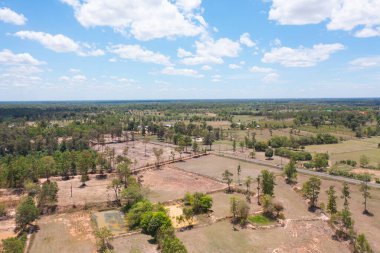Taze çeltik pirincinin havadan görünüşü, Asya, Tayland kırsallarındaki yeşil tarım alanları. Doğa manzarası