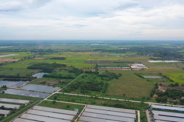 Taze Çeltik Pirincinin Havadan Görünüşü Asya Tayland Kırsallarındaki Yeşil Tarım — Stok fotoğraf