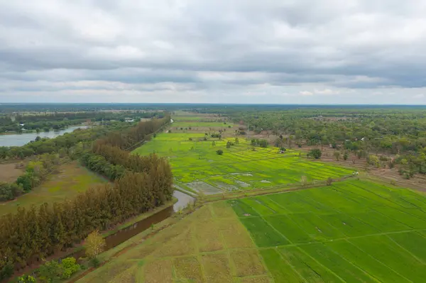 Taze Çeltik Pirincinin Havadan Görünüşü Asya Tayland Kırsallarındaki Yeşil Tarım — Stok fotoğraf