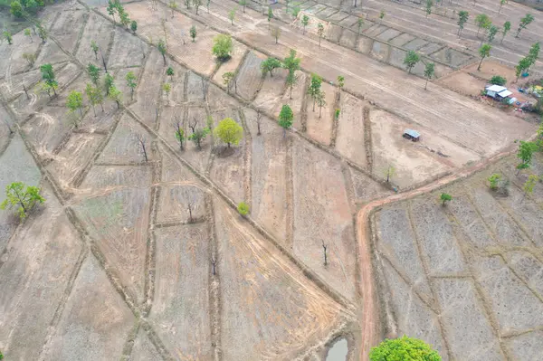 Вид Сверху Свежий Рис Зеленые Сельскохозяйственные Поля Сельской Местности Сельской — стоковое фото