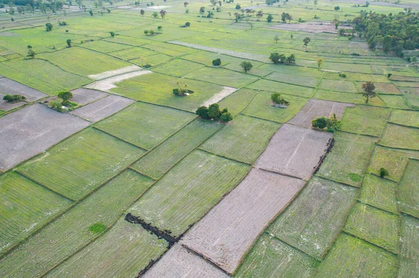 Pandangan Atas Udara Padi Segar Pertanian Hijau Pedesaan Atau Daerah — Stok Foto