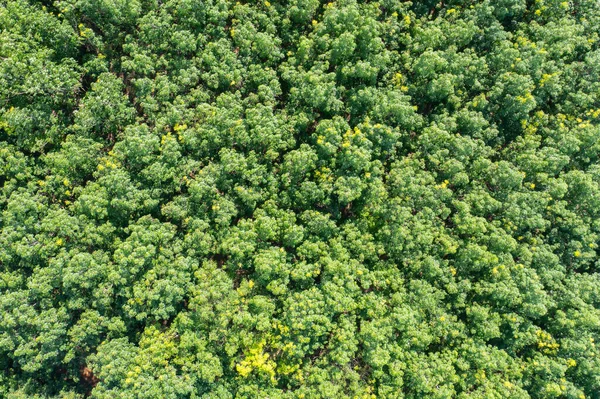 Aerial Top View Lush Green Trees Tropical Forest National Park — Stockfoto