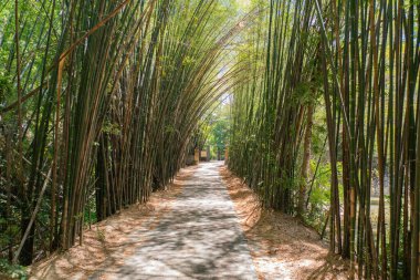 Japon Bambu Ormanı. Japonya 'nın Kyoto şehrinde tatil gezisinde Arashiyama' daki uzun ağaçlar. Doğal parktaki uzun ağaçlar. Doğa manzarası arka planı.