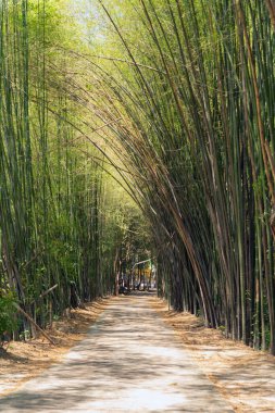Japon Bambu Ormanı. Japonya 'nın Kyoto şehrinde tatil gezisinde Arashiyama' daki uzun ağaçlar. Doğal parktaki uzun ağaçlar. Doğa manzarası arka planı.