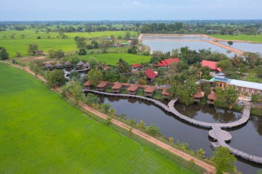 Göl kenarındaki taze çeltik tarlaları, kafedeki evler, Tayland 'daki kırsal ya da kırsal alanlardaki yeşil tarlalar. Doğa manzarası arka planı.