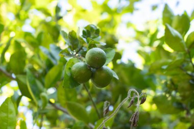Limonlu ya da limonlu. Bahçe çiftliğinde doğa yiyecekleri. Meyve..