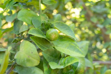 Limonlu ya da limonlu. Bahçe çiftliğinde doğa yiyecekleri. Meyve..