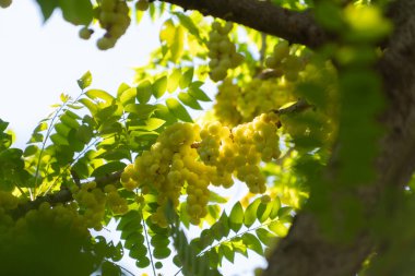 Ağaçta Bektaşi üzümü. Bahçe çiftliğinde doğa yiyecekleri. Meyve..