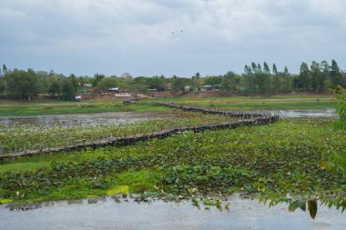 Kae Dam Tahta Köprüsü, Maha Sarakham, Thale Noi, Tayland 'daki milli parktaki gölet, deniz veya göl çiçekleri. Doğa manzarası arka planı.