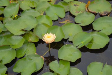 Thale Noi, Songkhla, Tayland 'daki milli parktaki gölette, denizde veya gölde nilüfer çiçekleri. Doğa manzarası arka planı.