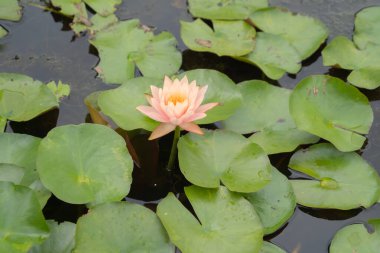 Thale Noi, Songkhla, Tayland 'daki milli parktaki gölette, denizde veya gölde nilüfer çiçekleri. Doğa manzarası arka planı.