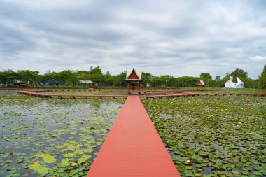 Thale Noi, Songkhla, Tayland 'daki milli parktaki gölette, denizde veya gölde nilüfer çiçekleri. Doğa manzarası arka planı.