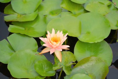 Thale Noi, Songkhla, Tayland 'daki milli parktaki gölette, denizde veya gölde nilüfer çiçekleri. Doğa manzarası arka planı.
