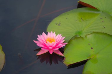 Thale Noi, Songkhla, Tayland 'daki milli parktaki gölette, denizde veya gölde nilüfer çiçekleri. Doğa manzarası arka planı.