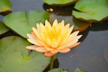 Thale Noi, Songkhla, Tayland 'daki milli parktaki gölette, denizde veya gölde nilüfer çiçekleri. Doğa manzarası arka planı.