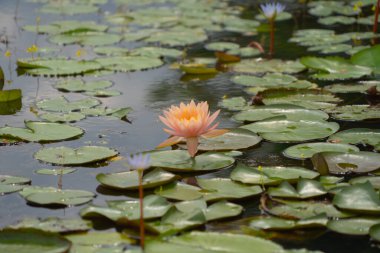 Thale Noi, Songkhla, Tayland 'daki milli parktaki gölette, denizde veya gölde nilüfer çiçekleri. Doğa manzarası arka planı.