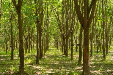 Tayland 'da kauçuk tarlasında ağaçlar. Yaz mevsiminde bahçe çiftliğinde. Doğa manzarası arka planı
