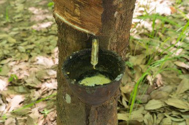 Tayland 'da kauçuk tarlasında ağaçlar. Yaz mevsiminde bahçe çiftliğinde. Doğa manzarası arka planı