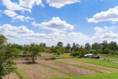 Yaz mevsiminde ulusal parktaki tropikal ormanda yemyeşil ağaçlar. Doğal manzara arka planı.