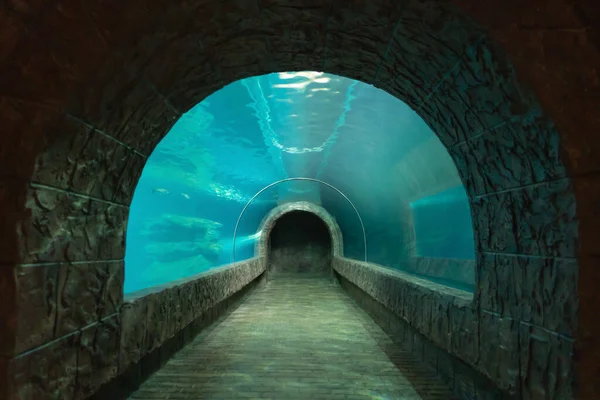 Peces Túnel Del Acuario Vida Animal Marina — Foto de Stock