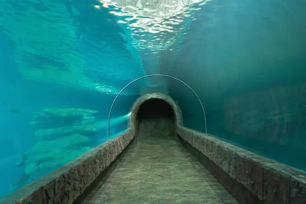 Peces Túnel Del Acuario Vida Animal Marina — Foto de Stock