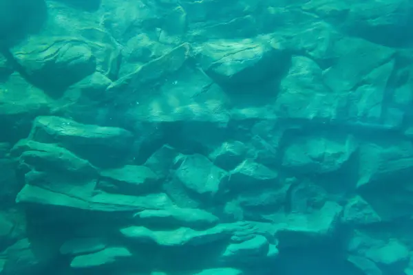 Vissen Aquariumtunnel Mariene Dieren — Stockfoto
