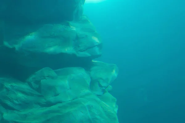 Vissen Aquariumtunnel Mariene Dieren — Stockfoto