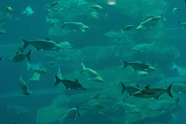 水族館のトンネルにいる魚 海洋動物の生命 — ストック写真