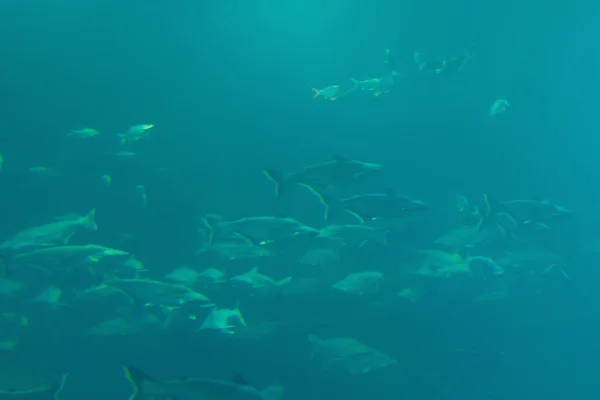 Fische Aquarientunnel Meereslebewesen — Stockfoto