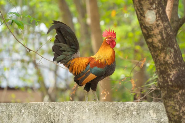 Tajski Kurczak Zwierzęta — Zdjęcie stockowe
