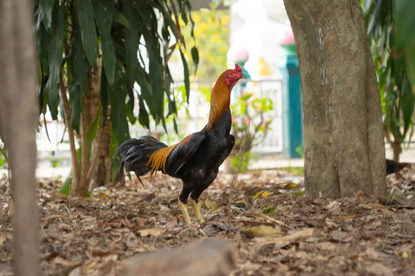Thai Chicken Hen Animal — Stock Photo, Image