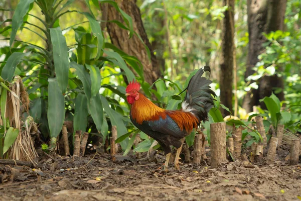 Тайская Курица Животное — стоковое фото