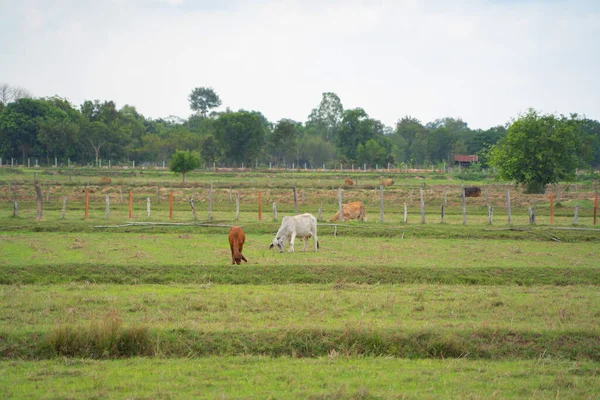 旅行休暇のコンセプトでタイのKanchanaburi地区で緑の米と草のフィールドを食べる牛 農業農場の動物 — ストック写真