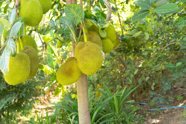 Jackfruit Στο Δέντρο Διατροφή Της Φύσης Στο Αγρόκτημα Κήπο Καρποί — Φωτογραφία Αρχείου