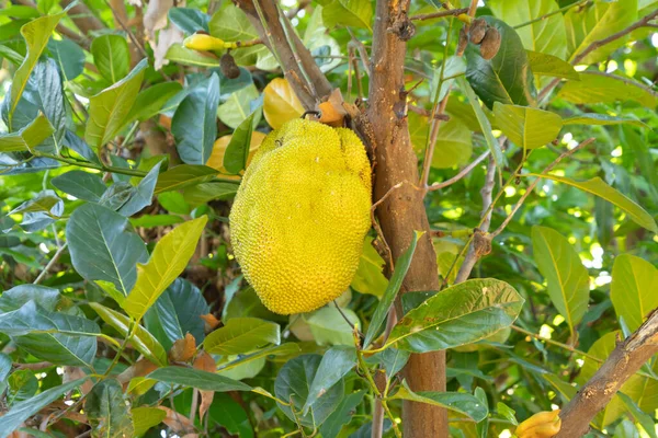 Jackfrucht Auf Baum Naturkost Gartenbauernhof Obst — Stockfoto