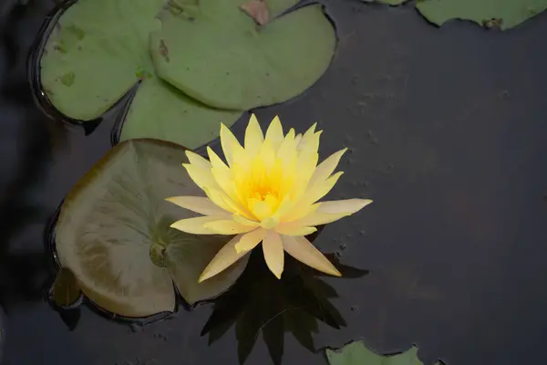 Lotus Λουλούδια Στη Λίμνη Θάλασσα Λίμνη Στο Εθνικό Πάρκο Στο — Φωτογραφία Αρχείου