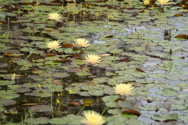 Flores Lótus Lagoa Mar Lago Parque Nacional Thale Noi Songkhla — Fotografia de Stock